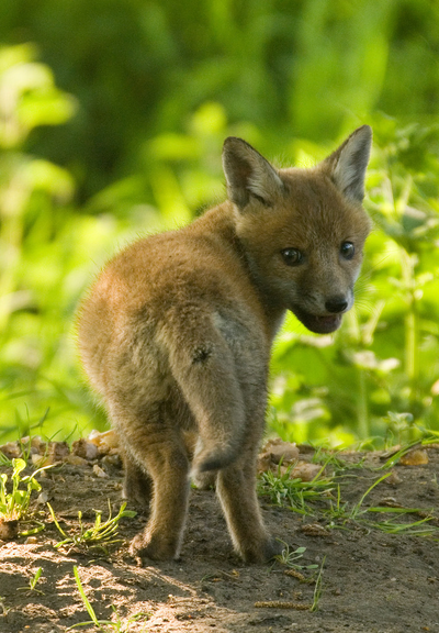 Picture of a Fox