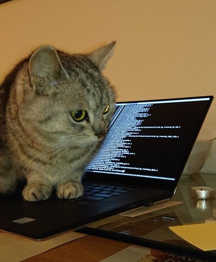 A cat sitting on the keyboard of a laptop that is nice and warm from compiling a linux kernel