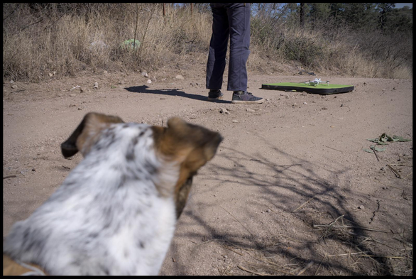 A dog stands in the foreground slightly out of focus, looking at a drone that is sitting on a crashpad used as a launchpad in the background